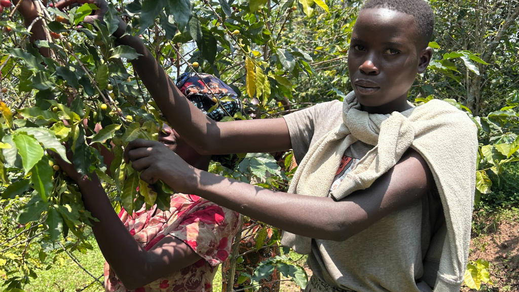 Caffè delle Donne Brasile - Specialty coffee | 250g