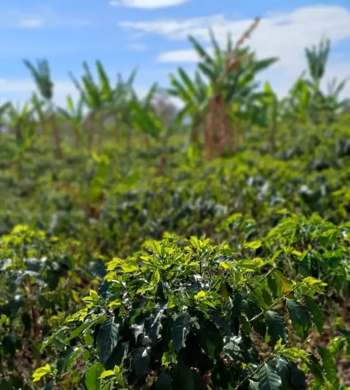 Honduras Las Capucas - Specialty coffee - 250g